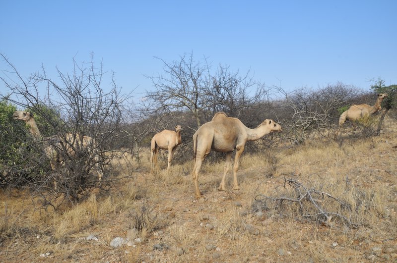 Camels!  Near the Ewaso Lions camp, West Gate Community Conservancy, Kenya