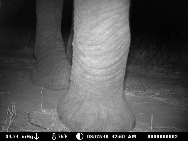 Image of elephant caught moments before knocking over a Camera Trap - West Gate Community Conservancy, Kenya