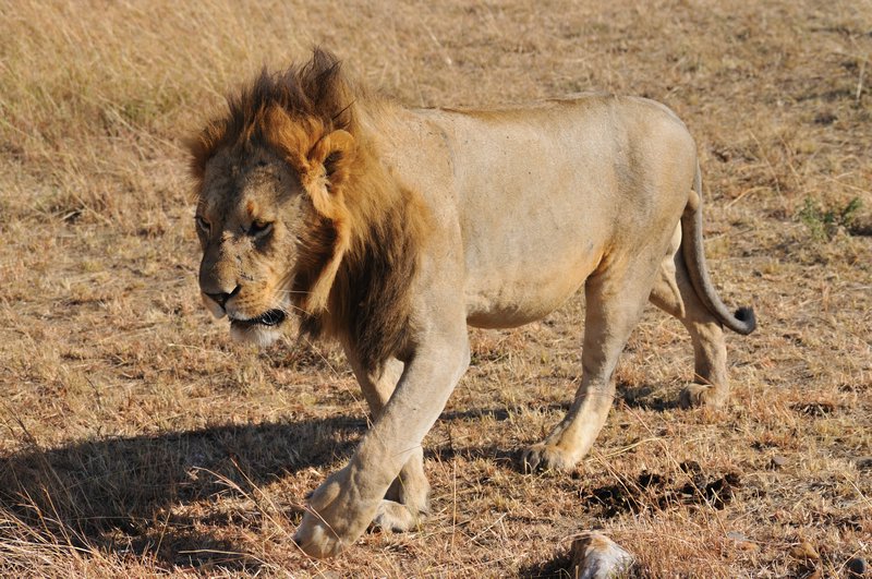 This male lion walked within metres of me - Olare Orok Conservancy, Kenya