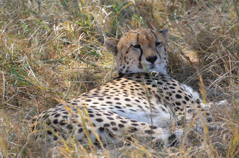 Resting cheetah - Masai Mara National Reserve, Kenya