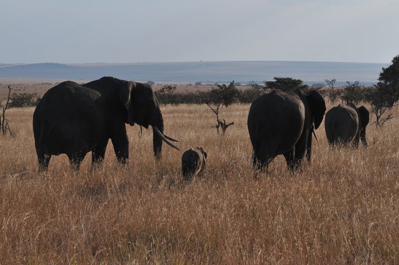 The grand elephants graze near dusk - Olare Orok Conserancy, Kenya