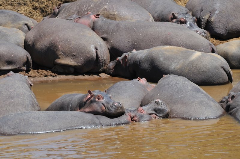 A pod of hippopotamus - Masai Mara National Reserve, Kenya