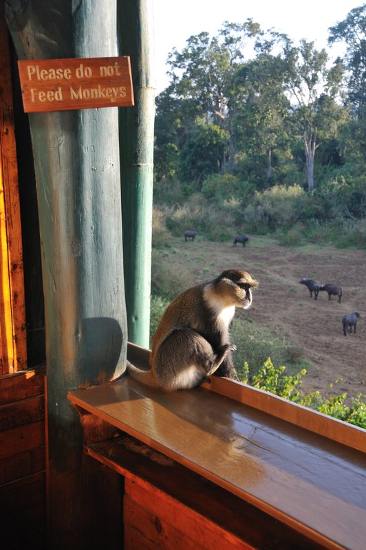 Sykes monkey sitting on my balcony - Mt Kenya National Park