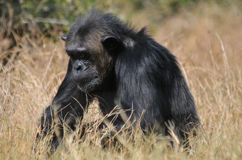 Fossicking chimpanzee - Ol Pejeta Conservancy, Kenya