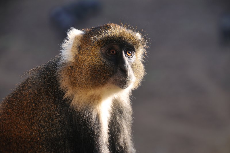 Sykes monkey considering what mischief it can make - Mt Kenya National Park