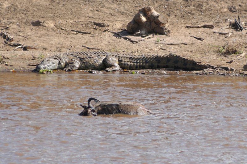 Crocodile eyes a meal floating along the Mara River - Masai Mara National Reserve, Kenya