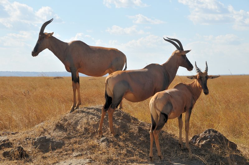 Topi stand guard - Masai Mara National Reserve, Kenya