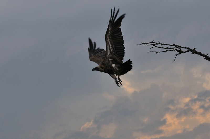 Vulture takes flight at dusk - Ol Pejeta Conservancy, Kenya