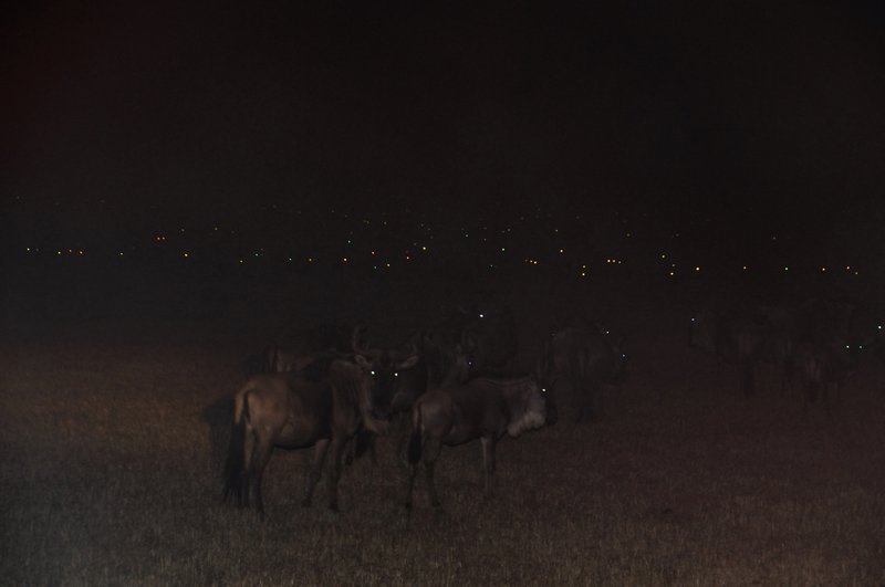 Wildebeest eyes at night - Olare Orok Conservancy, Kenya