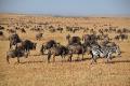The Great Migration - Masai Mara National Reserve, Kenya