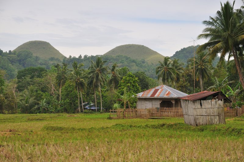 Farmland fronts the Chocolate Hills - Bohol Island, Philippines