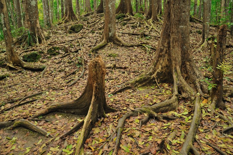 The "Man Made Forest" - Bohol Island, Philippines 