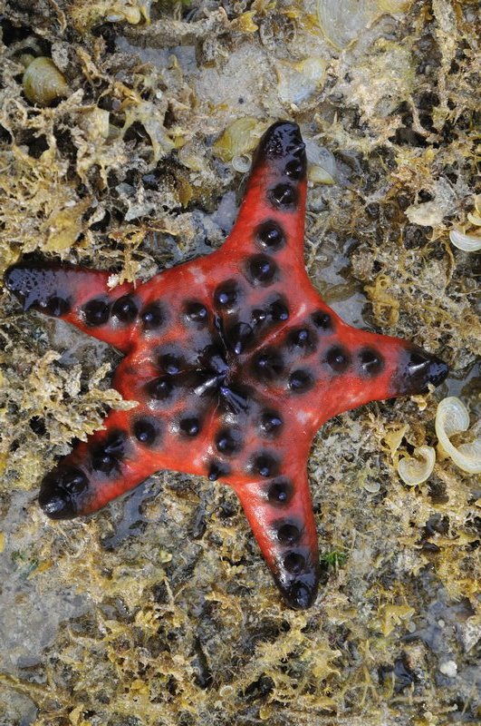 Starfish - Pangangan Island, near Bohol Island  Island, Philippines