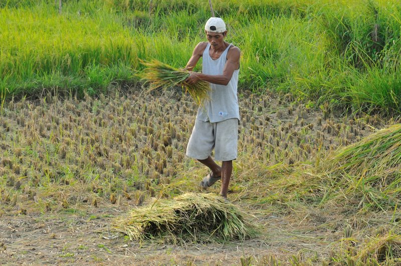 Man working in rice fields - Bohol Island, Philippines