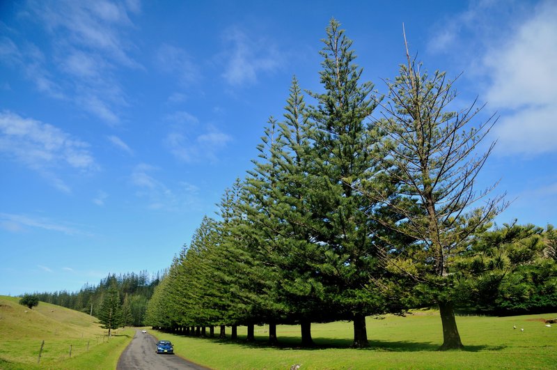 The beautiful Norfolk Pine on Norfolk Island
