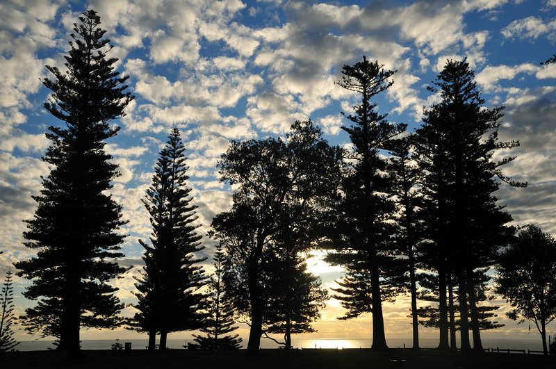 The trees of Norfolk Island at Puppy's Point