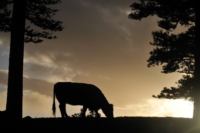 Silhouette of cow - Norfolk Island