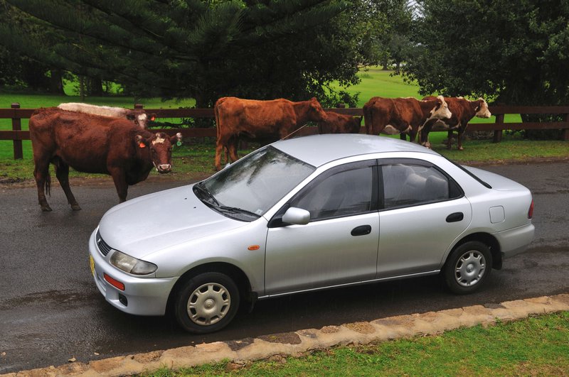 My car and the cows - Kingston, Norfolk Island