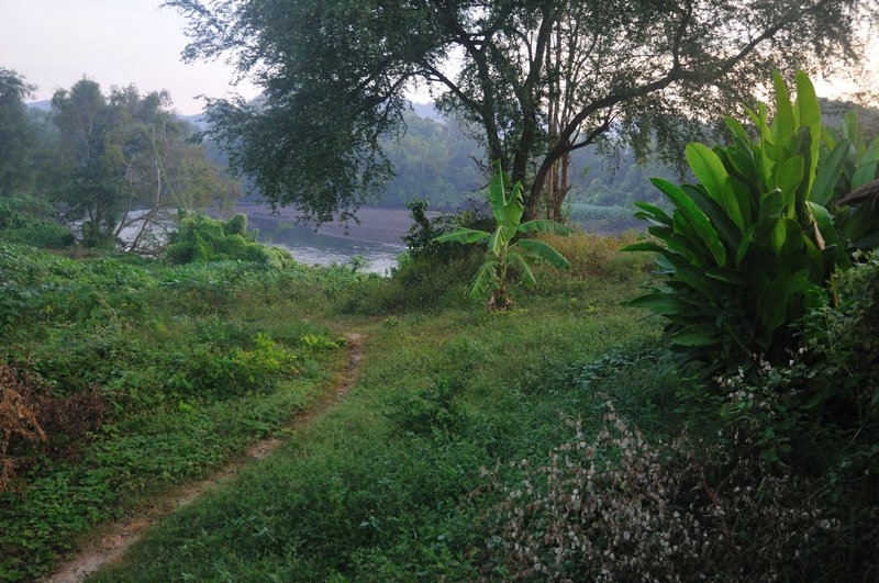 Morning as viewed from my cottage - Elephant's World, Kanchanaburi, Thailand.