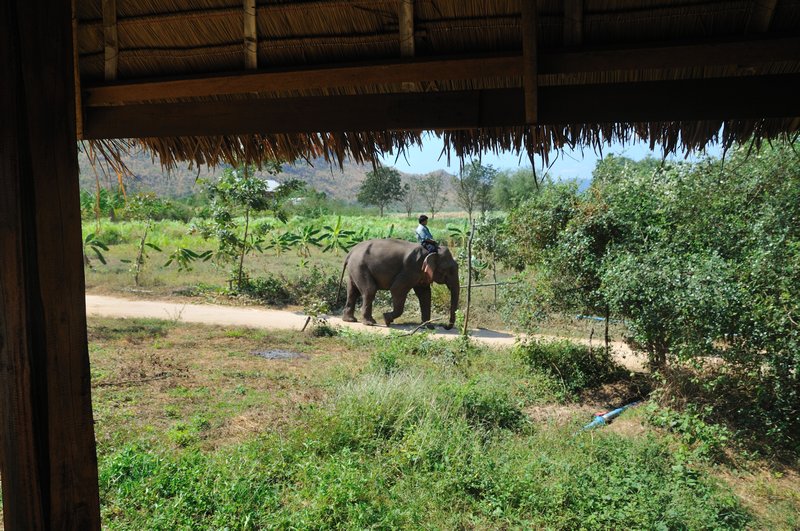 An elephant walks past my cottage - Elephant's World, Kanchanaburi, Thailand.