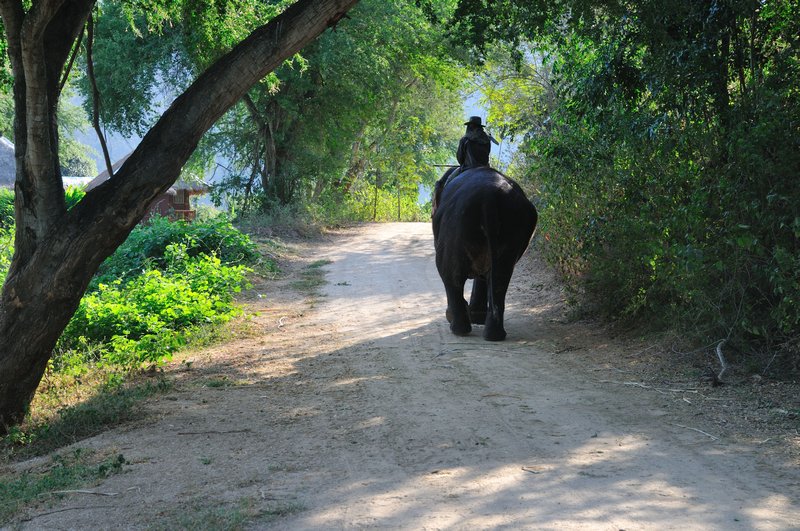 Kammoon ambles through Elephant's World, Kanchanaburi, Thailand.