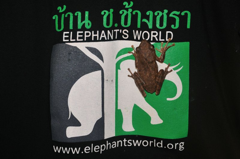 A frog climbs a T-shirt at Elephant's World at Kanchanaburi in Thailand. 