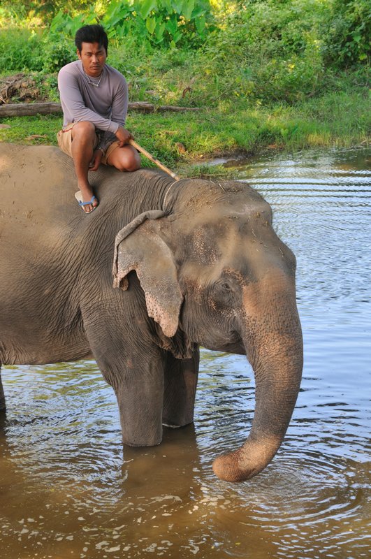 An elephant at the Kwai River - Elephant's World, Kanchanaburi, Thailand.