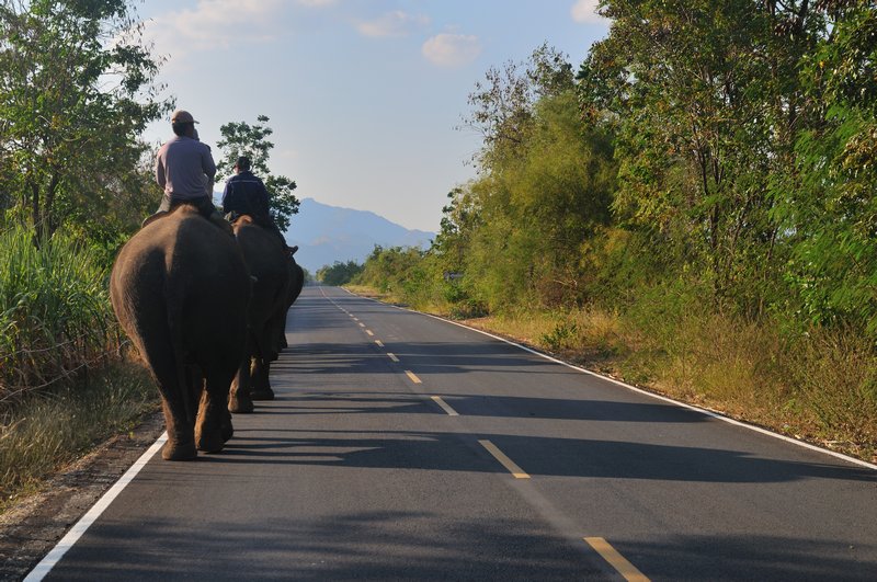 Elephant's heading to the jungle for the evening - Elephant's World, Kanchanaburi, Thailand.