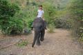 The playful John, my favourite elephant at Elephant's World, Kanchanaburi, Thailand.