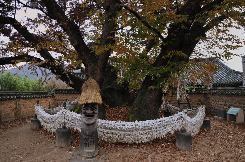 Samsin inhabited tree - Hahoe, South Korea