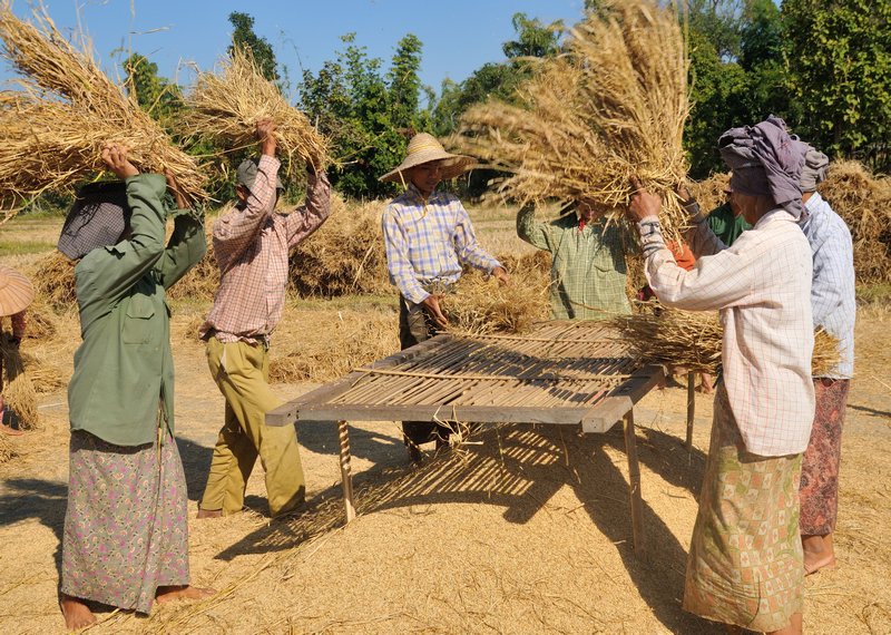 Separating rice around Ma Gyi Gone - near Inle Lake, Myanmar