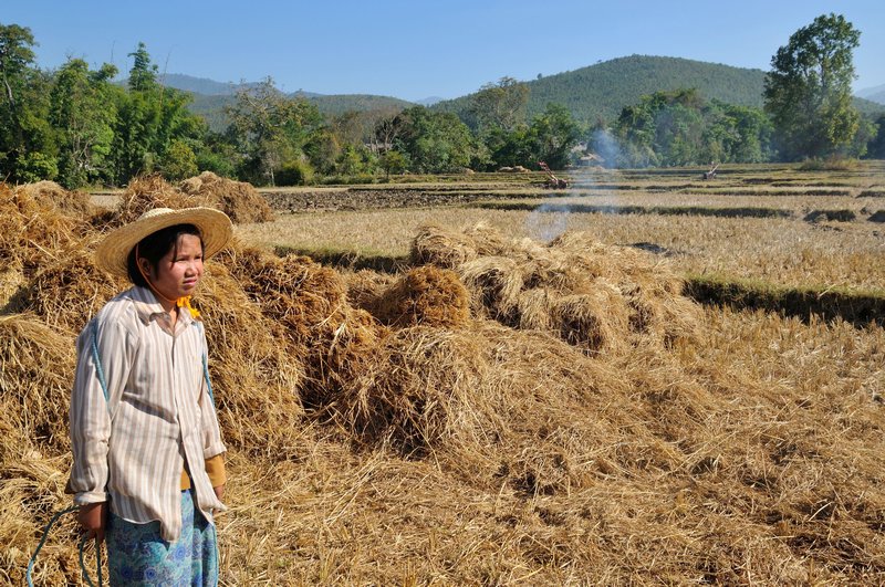 Farmer and rice fields around Ma Gyi Gone - near Inle Lake, Myanmar