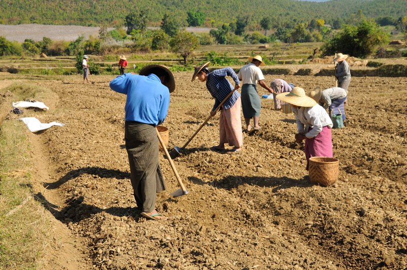 Working the fields around Kon Lon - near Inle Lake, Myanmar