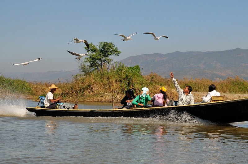 Man tempts birds with food - Inle Lake, Myanmar