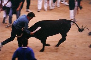The danger of slow reactions - Pamplona, Spain
