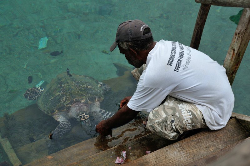Thomas feeds Bataiasi the local turtle - Busu Island, Langa Langa Lagoon, Malaita, Solomon Islands