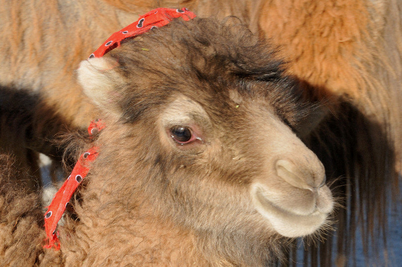 Very cute baby camel - Qala-e Panja, Afghanistan