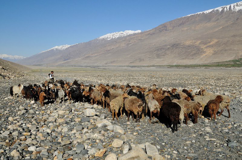 Herd of goats and sheep - Wakhan, Afghanistan