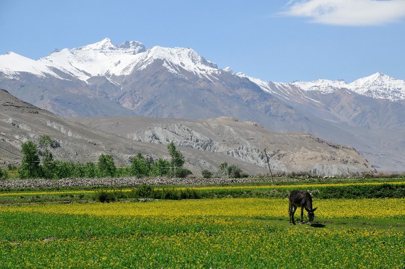Coloured field in the Wakhan - Afghanistan