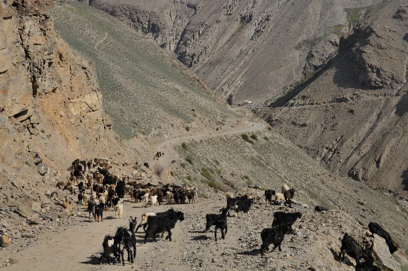 Cattle on the road - near Kargush, Tajikistan