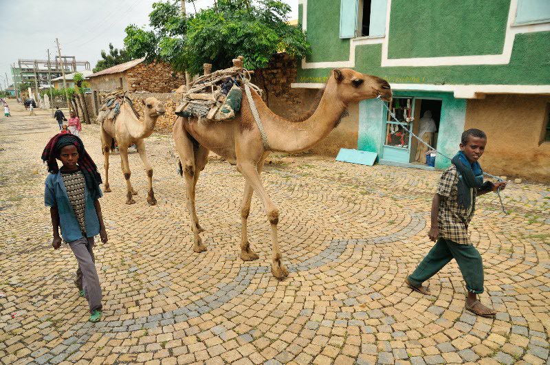 Camel and boys in backstreets of Axum, Ethiopia