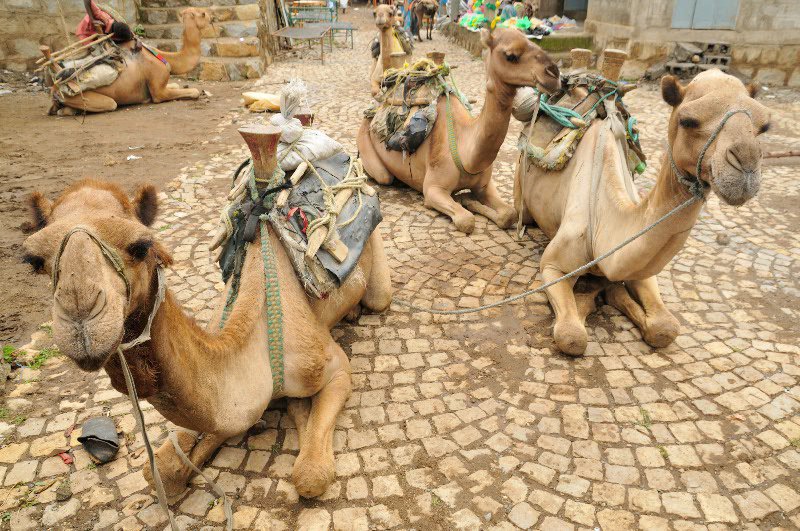 Camels with beautiful faces at the market - Axum, Ethiopia