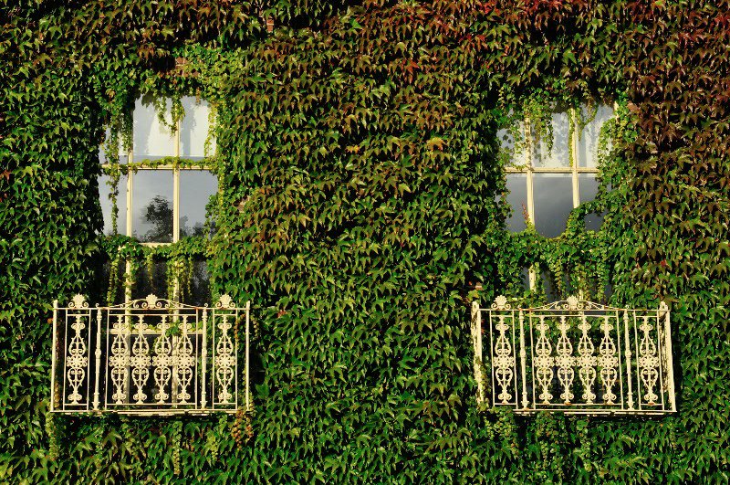 Overgrown facade of Fitzwilliam Hall - Dublin, County Dublin, Ireland. 