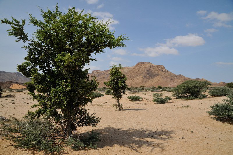 Scenery near Berbera - Somaliland