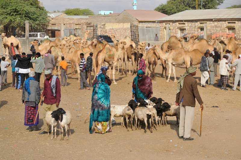 Hargeisa animal market - Somaliland