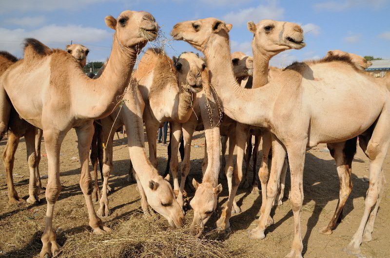 Grazing camels at the Hargeisa animal market - Somaliland