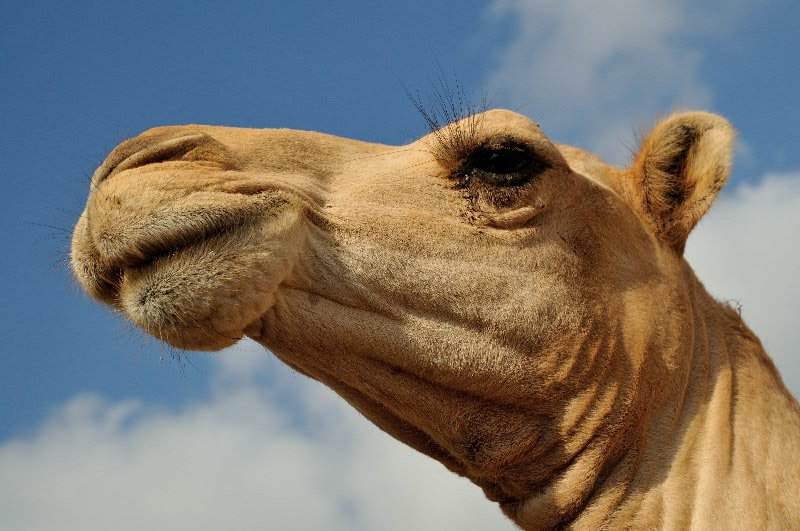 Grand looking camel - Hargeisa animal market, Somaliland