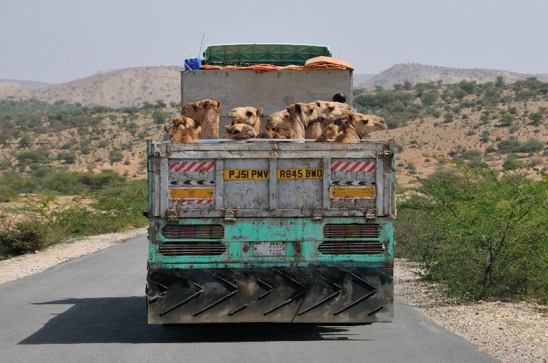 Camels being transported along Hargeisa-Berbera road - Somaliland