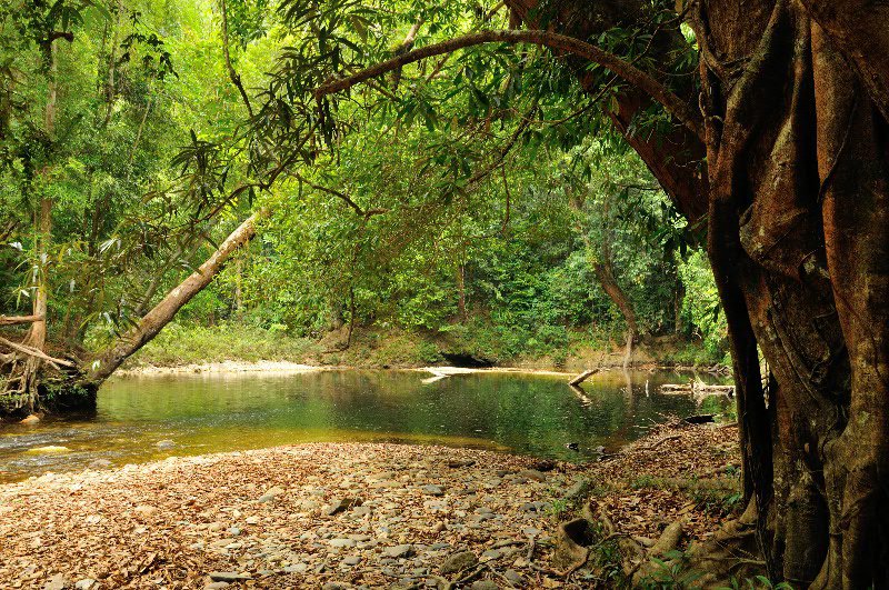 The serene Taman Negara National Park - Pahang State, Malaysia