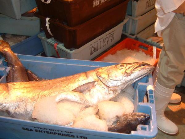 Barracude fish at Talleys processing